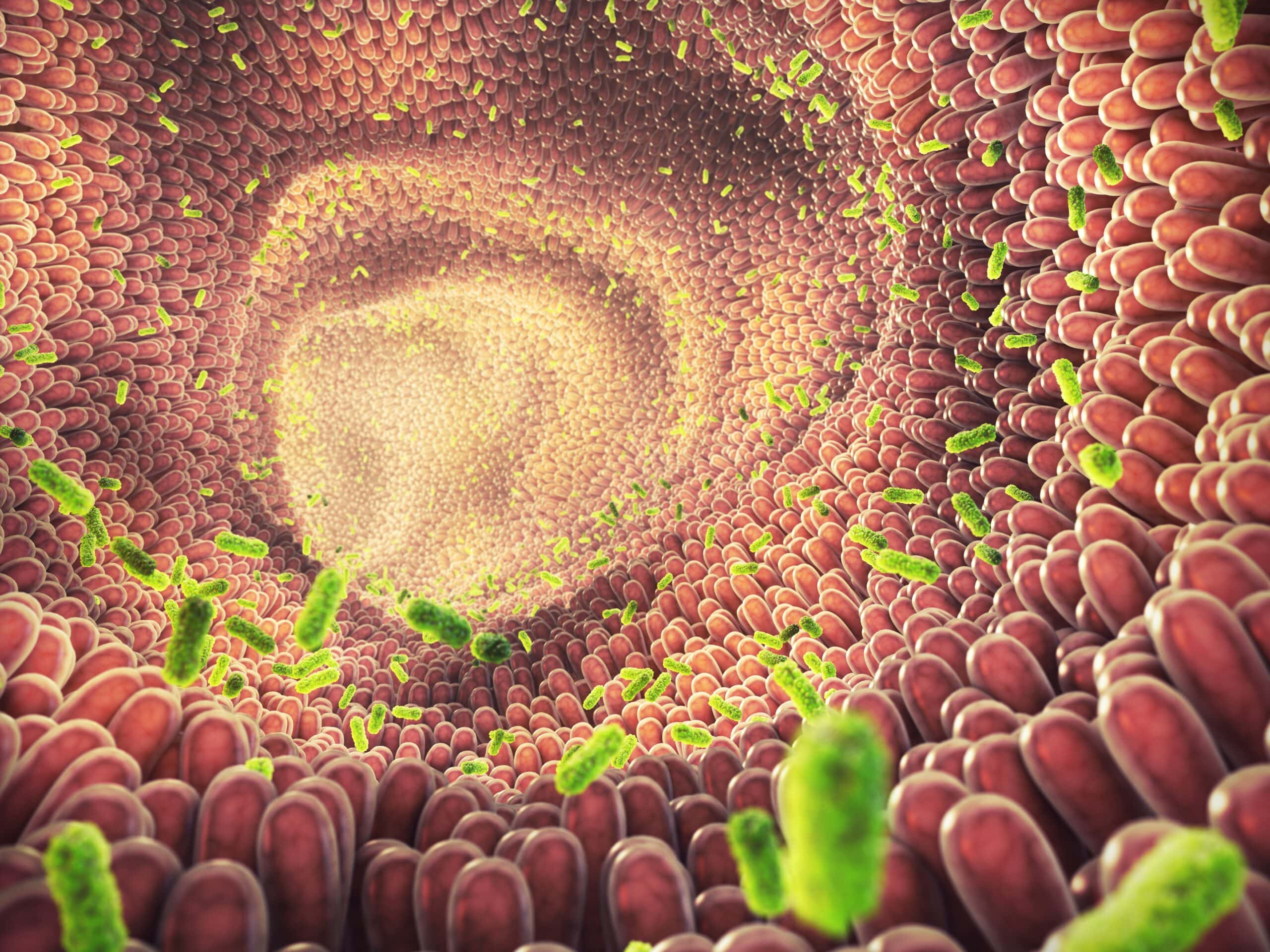 Intestinal,bacteria,3d,illustration.,gut,microbiome,helps,control,intestinal,digestion