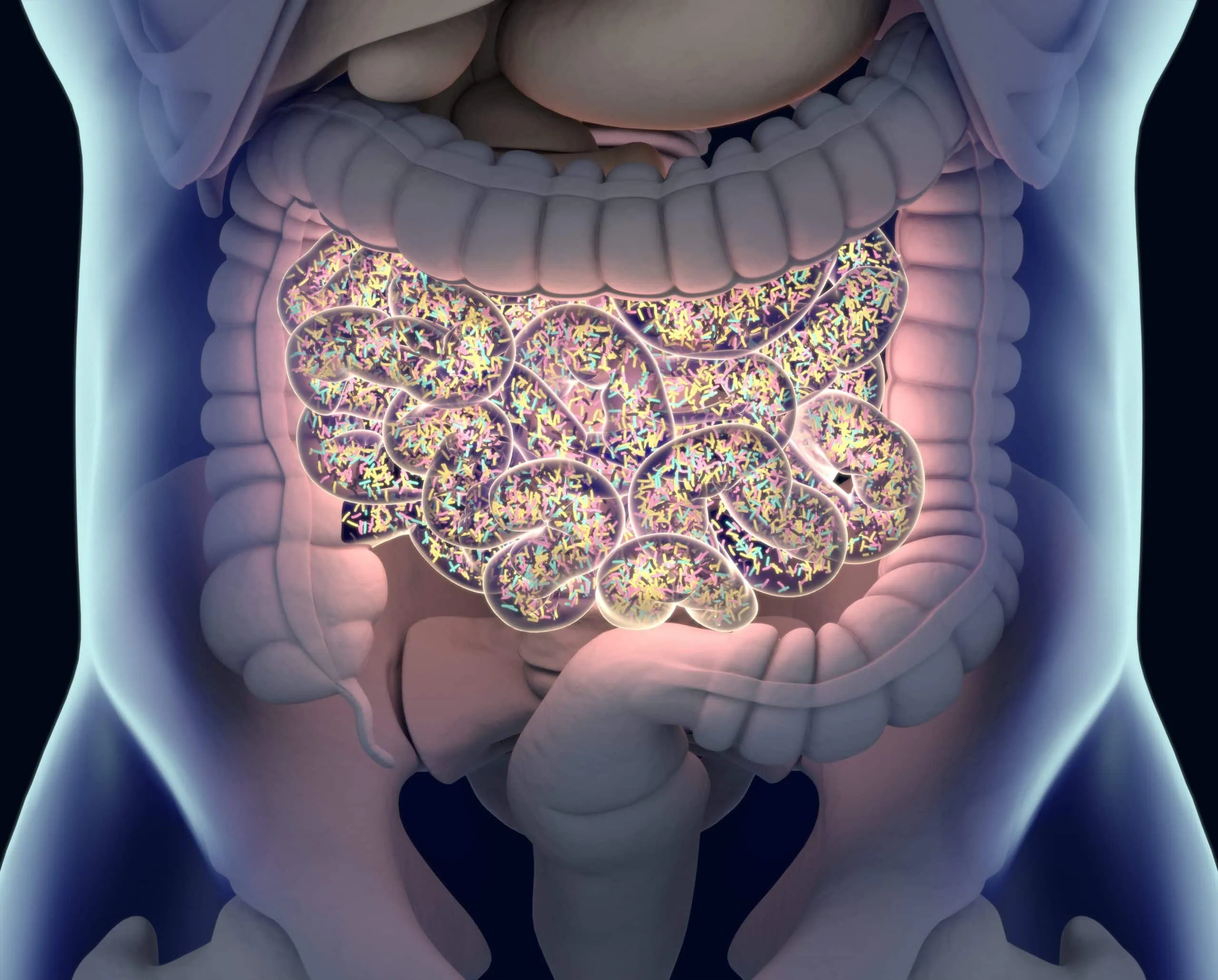 Gut,bacteria,,,gut,flora,,microbiome.,bacteria,inside,the,small